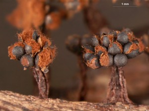 metatrichia-florif--20.jpg