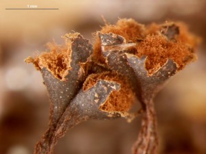 metatrichia-florif--7.jpg