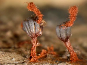 metatrichia-vesp--poodri1.jpg