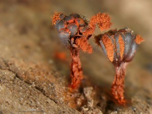 metatrichia-vesp--poodri2.jpg