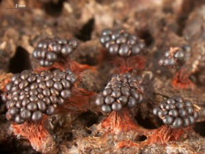 metatrichia-vesp1.jpg