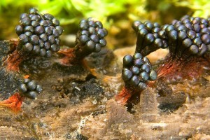 metatrichia_vesparium_dm_10.jpg