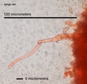 Micro01.jpg