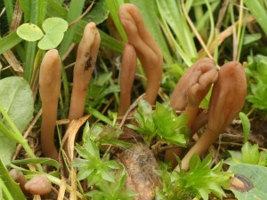 Microglossum olivaceum2.jpg