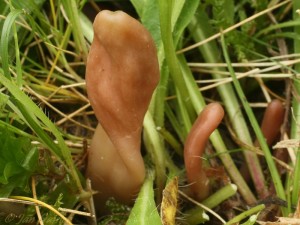 Microglossum olivaceum3.jpg