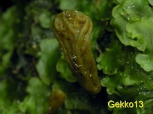 Microglossum_viride2.JPG