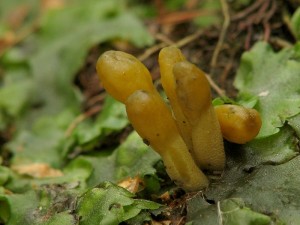 Microglossum viride2.jpg