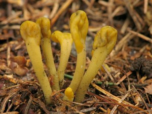 Microglossum viride3.jpg