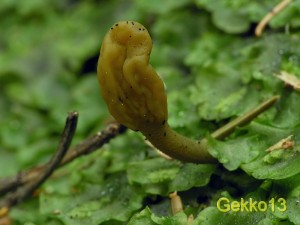 Microglossum_viride3.JPG