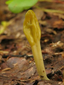 Microglossum viride5.jpg