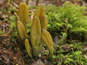 Microglossum viride6.jpg