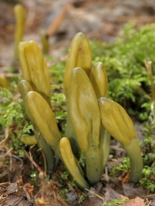Microglossum viride8.jpg