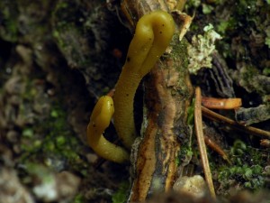 Microglossum_viride.JPG
