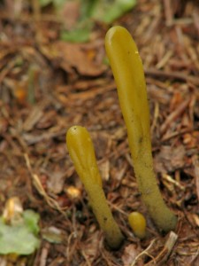 Microglossum viride.jpg