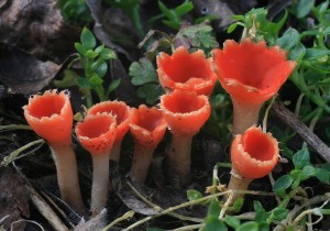 microstoma13_3_2016.JPG