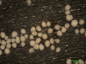 mikrohoub-NCF7.jpg
