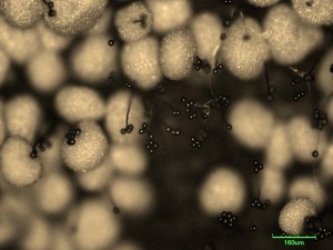mikrohoub-NCF9.jpg