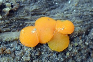 Miladina_lecithina_1.jpg