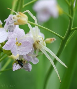 Misumena vatia.jpg