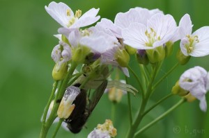 Misumena vatia (2).jpg