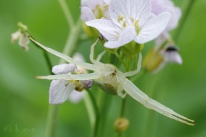 Misumena vatia (6).jpg