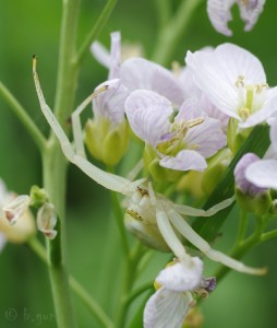 Misumena vatia (7).jpg
