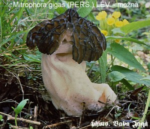 Mitrophora gigas.jpg