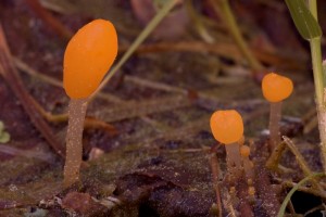 Mitrula_paludosa2.jpg