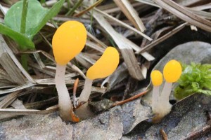 Mitrula_paludosa.jpg