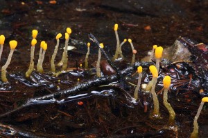 MitrulaPaludosa2.jpg