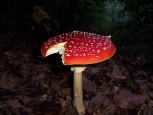 mmm 067.jpg