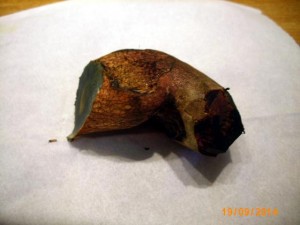 modro__erven__159.jpg