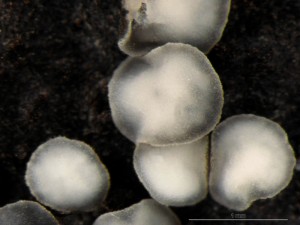 molisia5.jpg