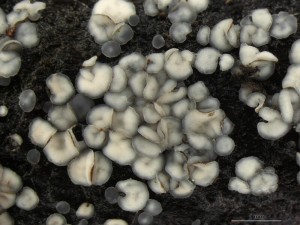 molisia6.jpg