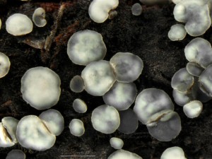 molisia9.jpg
