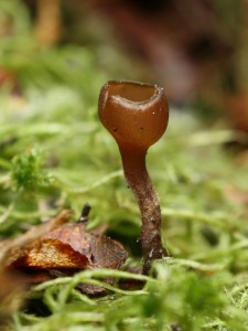 Monilinia baccarum1.jpg