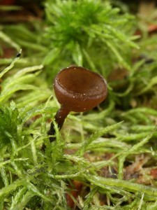 Monilinia baccarum2.jpg