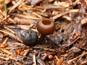 Monilinia baccarum.jpg