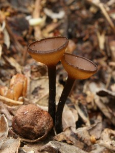 Monilinia urnula2.jpg