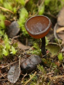 Monilinia urnula.jpg