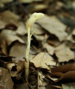 Monotropa.jpg