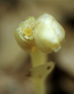 Monotropa (2).jpg
