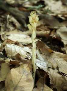 Monotropa (3).jpg