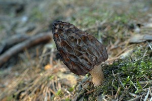 Morchella conica 2016-05-06 JS 01.jpg