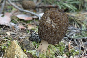 Morchella conica 2016-05-06 JS 02.jpg