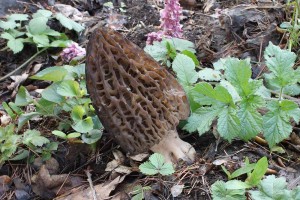 Morchella_conica.jpg