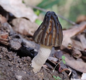 Morchella semilibera I.jpg