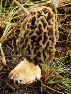 Morchella vulgaris.jpg