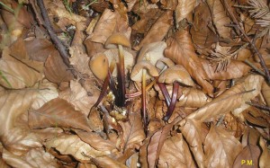mozno Gymnopus acervatus.JPG