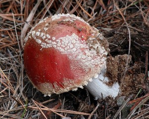 Muchomrka erven - Amanita muscaria (1).jpg